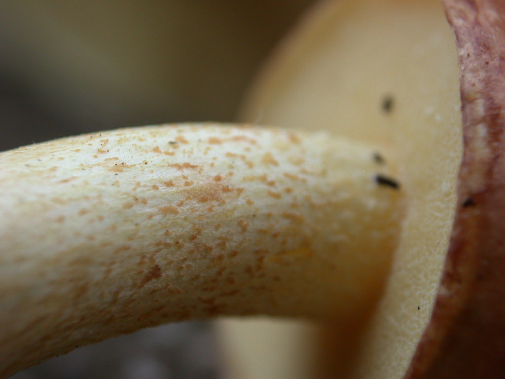 Suillus granulatus ...in foto